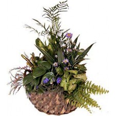 Attractive Arrangement Of Plants